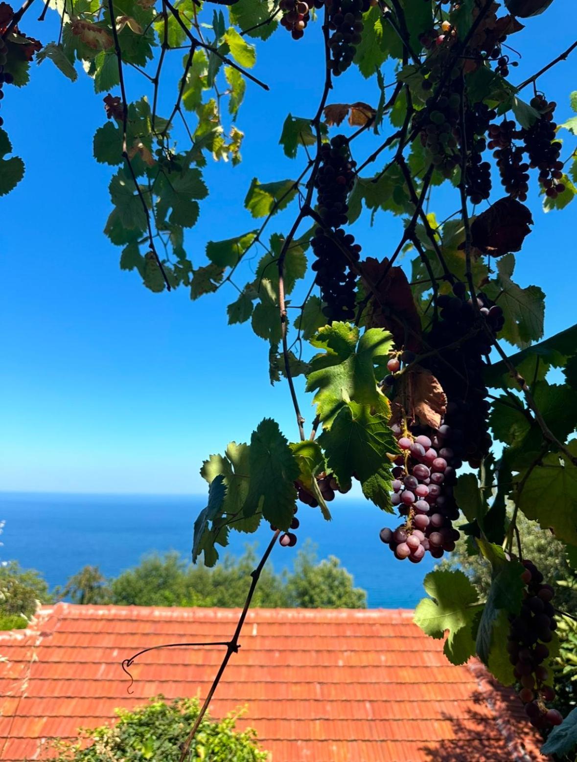 Om Living Pelion Daire Áyios Dhimítrios Dış mekan fotoğraf