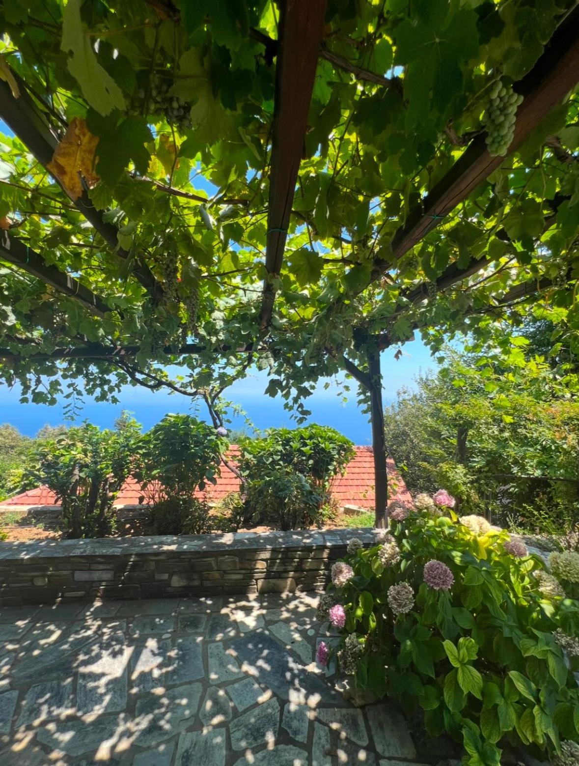 Om Living Pelion Daire Áyios Dhimítrios Dış mekan fotoğraf